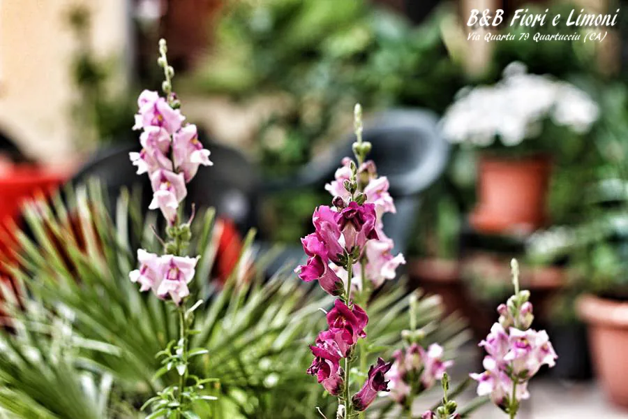 Fiori rosa nel giardino